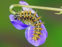 Black And Yellow Striped Caterpillar Identification Uk Silver Washed Fritillary Caterpillar Butterfly Conservation Butterfly Beautiful Sights