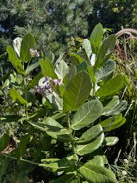 Image result for Calotropis gigantea