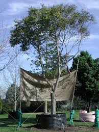 Image result for Celtis africana