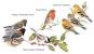 Pacific Northwest Pnw Birds