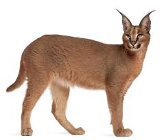 Wells published the island of dr. Caracal é‡Šä¹‰ æŸ¯æž—æ–¯è‹±è¯­è¯å…¸