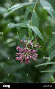 Image result for Cestrum × cultum