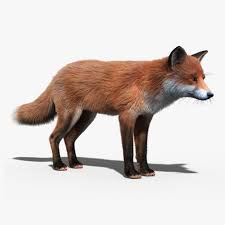 Red Fox Fur Hair Animation 3d Model Fox Fur Red Fox Fox