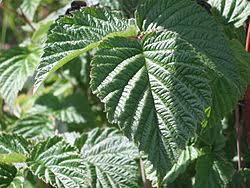 Image result for Rubus kirungensis