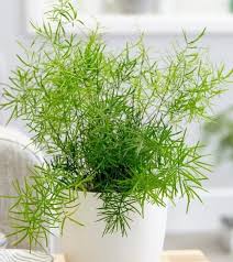 Image result for Asparagus setaceus