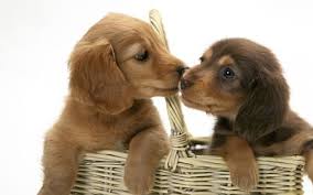 Dog Kiss Desktop Nexus Wallpapers Dachshund Puppies Dachshund Puppy Miniature Doxie Puppies No need to register, buy now! dog kiss desktop nexus wallpapers