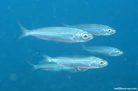 Image result for Boops boops