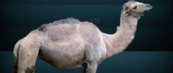 Moose derives from algonquian, a native american language. Native Camels Of North America Pitchstone Waters