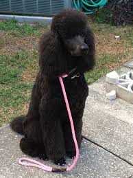 Check spelling or type a new query. Lovely Whisper Standard Poodle Poodle Puppy Poodle