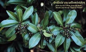 Image result for Ardisia staudtii