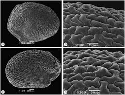 Image result for Sarcocornia decumbens