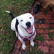 Are you thinking of adopting a dog? Pin On Animals In Need Of Home