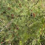 Image result for Asparagus laricinus