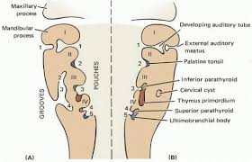 Bodies, ultimobranchial, body, ultimobranchial, ultimobranchial bodies. Branchial Pouch Liberal Dictionary Pouch Development Anatomy