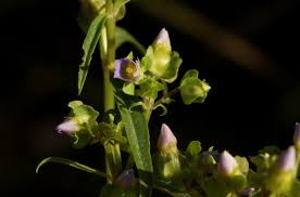 Image result for Exacum oldenlandioides