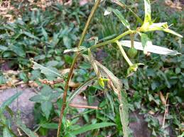 Image result for Ludwigia stenorraphe