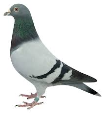 An Entry From Cb Learning Lab Powered By Tumblr Com Pet Pigeon Pigeon Pictures Pigeon Breeds