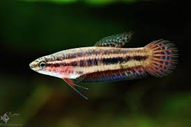 Friday Photospread Betta Hendra Betta Betta Fish Aquarium Fish