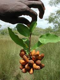 Image result for Uvaria tanzaniae