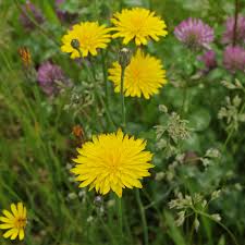 Image result for Hypochaeris