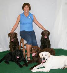 With the state having so many parks and recreational areas, as well as dog friendly common places, your young pup will surely grow to becoming a healthy, happy, and strong adult. Wilann Labradors Labrador Retriever Puppies Ct