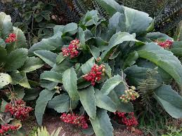 Image result for Cyphostemma jaegeri