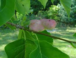 Maybe you would like to learn more about one of these? Magnolia Acuminata Cucumber Tree Go Botany