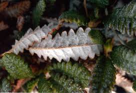 Image result for Xerophyta suaveolens