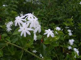 Image result for Jasminum multiflorum