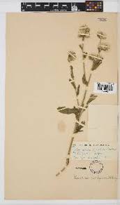 Image result for Vernonia suprafastigiata