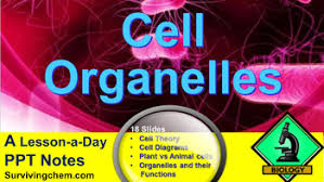 Check spelling or type a new query. Cell Organelles And Thier Functions A Lesson A Day Ppt Notes Gr 7 12