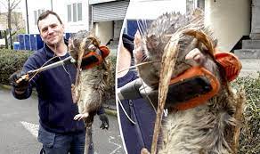 In the video, a man holds on to the animal by the tail as it. Monster Rodent Found Near Playground Could Be Uk S Biggest Ever Rat Uk News Express Co Uk