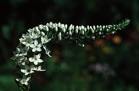 Image result for Lysimachia ruhmeriana