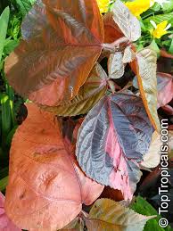 Image result for Acalypha volkensii