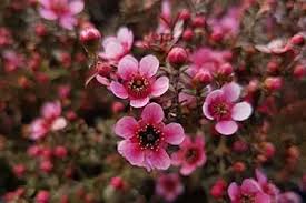 Image result for Leptospermum scoparium