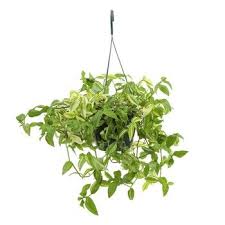 Tradescantia Suspension Diametre 18 Cm Plantes Vertes D Interieur Jardinerie Truffaut Jardinerie Plante Verte