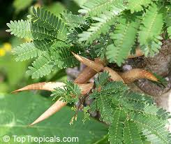 Image result for Acacia cornigera