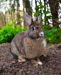 We don't eat animals emotionally close to us, but the less we identify or have a relationship with them, the more edible they become. Rabbit Wikipedia