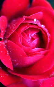 Hd wallpapers nature flowers 3d group 63 download for free. 3d Hd Nature Rose Flower Wallpaper Allwallpaper