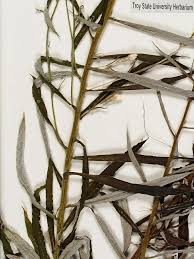 Image result for Fagopyrum snowdenii