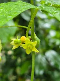 Image result for Alectra sessiliflora
