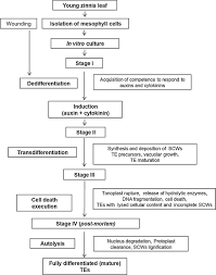Check spelling or type a new query. Xylogenesis In Zinnia Zinnia Elegans Cell Cultures Unravelling The Regulatory Steps In A Complex Developmental Programmed Cell Death Event Springerlink