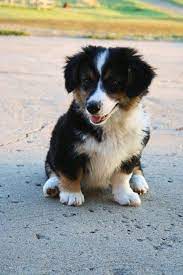 Pin By Bailey King On Pets Corgi Mix Puppies Puppies And Kitties Cute Dogs