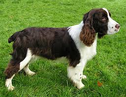 Twiglet the 2 year old english springer spaniel poses for portraits in a garden on april 23, 2018 in sydney, australia. English Springer Spaniel Wikipedia