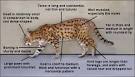 Bengal cat - Wikipedia