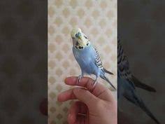 dans eden muhabbet kusu 1