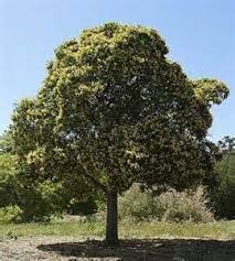 Native Frangipani Hymenosporum Flavum Australian Native Plants Trees And Shrubs Shrubs