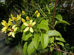 Image result for Tristellateia africana