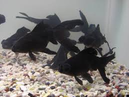 Image result for http://dramarnathgiri.blogspot.in/