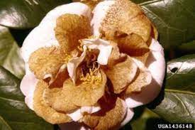 Camellia Diseases Camellia Plant Plant Pests Camellia
